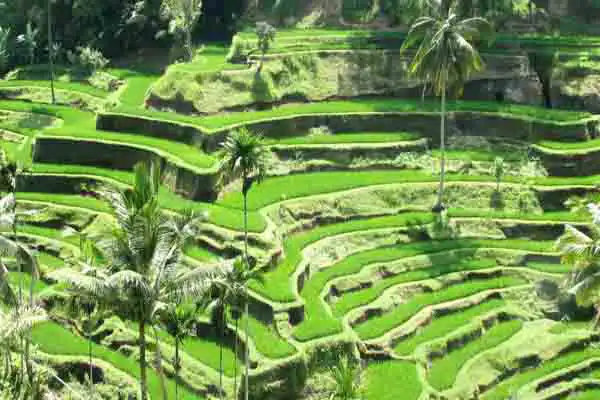 tegalalang rice terrace